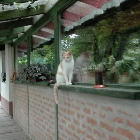Farm Stay Lackovic Bellye Kültér fotó
