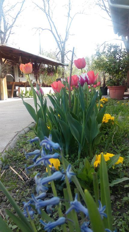 Farm Stay Lackovic Bellye Kültér fotó
