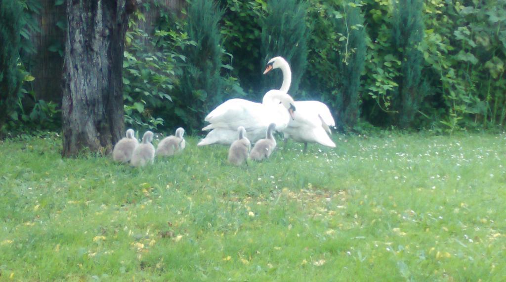 Farm Stay Lackovic Bellye Kültér fotó