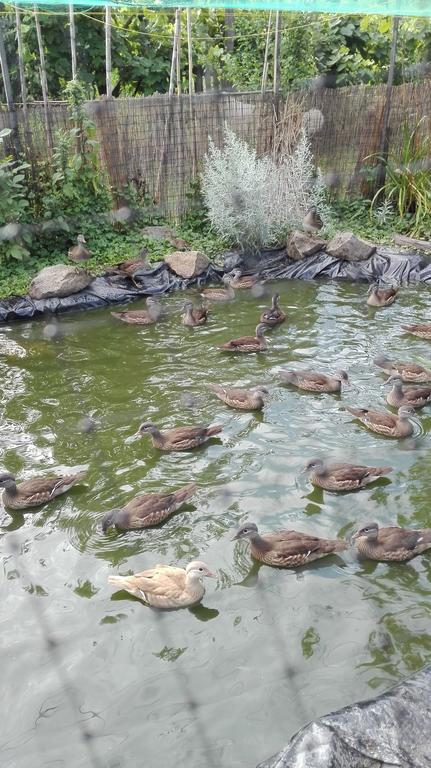 Farm Stay Lackovic Bellye Kültér fotó