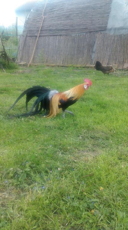 Farm Stay Lackovic Bellye Kültér fotó